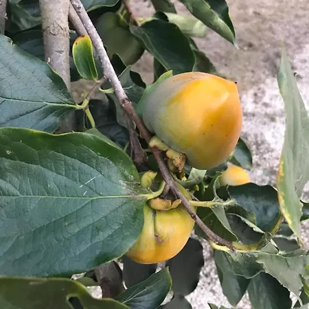 Monte Do Mosteiro * Batalha